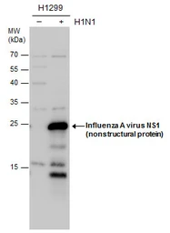 Anti-Influenza A virus NS1 (nonstructural protein) antibody used in Western Blot (WB). GTX125990